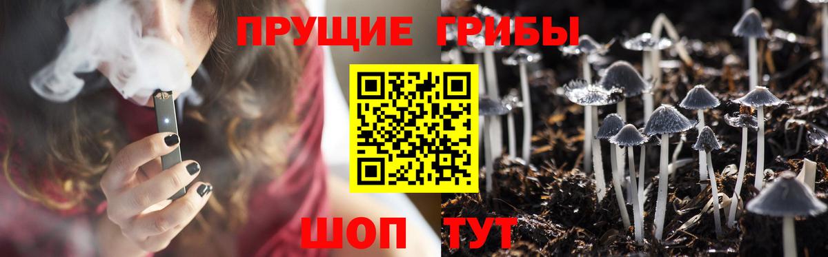 Псилоцибиновые грибы Psilocybe Алейск